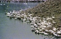 藏品(1950至2006年臺灣常民生活)的圖片