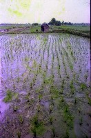 藏品(1950至2006年臺灣常民生活)的圖片