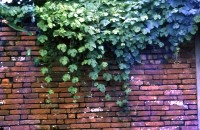 藏品(1950至2006年臺灣常民生活)的圖片