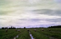 藏品(1950至2006年臺灣常民生活)的圖片