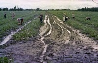 藏品(1950至2006年臺灣常民生活)的圖片