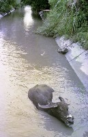 藏品(1950至2006年臺灣常民生活)的圖片