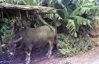 藏品(1950至2006年臺灣常民生活)的圖片