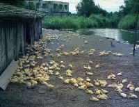 藏品(1950至2006年臺灣常民生活)的圖片