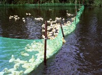 藏品(1950至2006年臺灣常民生活)的圖片