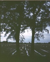 藏品(1950至2006年臺灣常民生活)的圖片