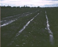 藏品(1950至2006年臺灣常民生活)的圖片