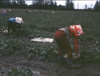 藏品(1950至2006年臺灣常民生活)的圖片