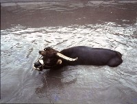 藏品(1950至2006年臺灣常民生活)的圖片