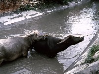 藏品(1950至2006年臺灣常民生活)的圖片