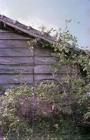 藏品(1950至2006年臺灣常民生活)的圖片