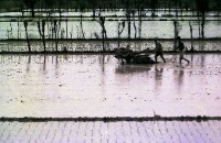 藏品(1950至2006年臺灣常民生活)的圖片