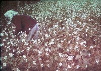 藏品(1950至2006年臺灣常民生活)的圖片