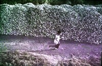 藏品(1950至2006年臺灣常民生活)的圖片