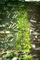 藏品(1950至2006年臺灣常民生活)的圖片