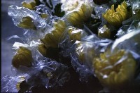 藏品(1950至2006年臺灣常民生活)的圖片