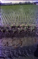 藏品(1950至2006年臺灣常民生活)的圖片