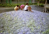 藏品(1950至2006年臺灣常民生活)的圖片