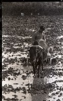 藏品(1950至2006年臺灣常民生活)的圖片