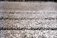 藏品(1950至2006年臺灣常民生活)的圖片