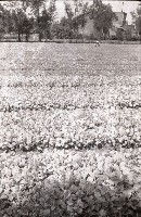 藏品(1950至2006年臺灣常民生活)的圖片