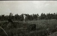 藏品(1950至2006年臺灣常民生活)的圖片