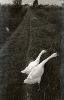 藏品(1950至2006年臺灣常民生活)的圖片