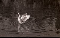 藏品(1950至2006年臺灣常民生活 )的圖片