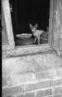 藏品(1950至2006年臺灣常民生活)的圖片