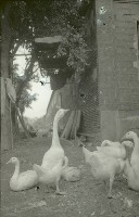 藏品(1950至2006年臺灣常民生活)的圖片