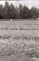 藏品(1950至2006年臺灣常民生活)的圖片