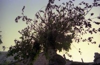 藏品(1950至2006年臺灣常民生活)的圖片