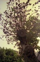 藏品(1950至2006年臺灣常民生活)的圖片