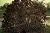 藏品(1950至2006年臺灣常民生活)的圖片