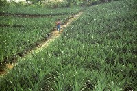 藏品(1950至2006年臺灣常民生活)的圖片