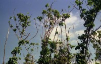 藏品(1950至2006年臺灣常民生活)的圖片