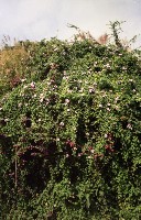 藏品(1950至2006年臺灣常民生活)的圖片