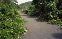 藏品(1950至2006年臺灣常民生活)的圖片