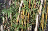 藏品(1950至2006年臺灣常民生活)的圖片