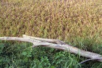 藏品(1950至2006年臺灣常民生活)的圖片