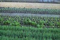 藏品(1950至2006年臺灣常民生活)的圖片