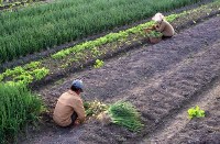 藏品(1950至2006年臺灣常民生活)的圖片