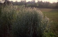 藏品(1950至2006年臺灣常民生活)的圖片