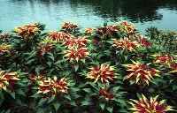 藏品(1950至2006年臺灣常民生活)的圖片