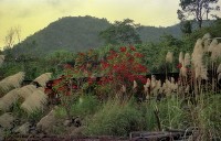 藏品(1950至2006年臺灣常民生活)的圖片