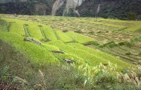 藏品(1950至2006年臺灣常民生活)的圖片