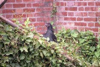 藏品(1950至2006年臺灣常民生活)的圖片