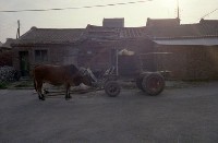 藏品(1950至2006年臺灣常民生活)的圖片