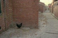 藏品(1950至2006年臺灣常民生活)的圖片