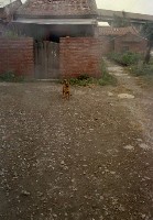 藏品(1950至2006年臺灣常民生活)的圖片